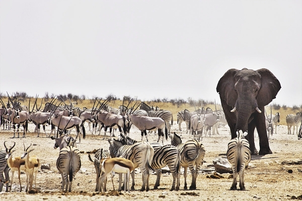 Etosha NP2